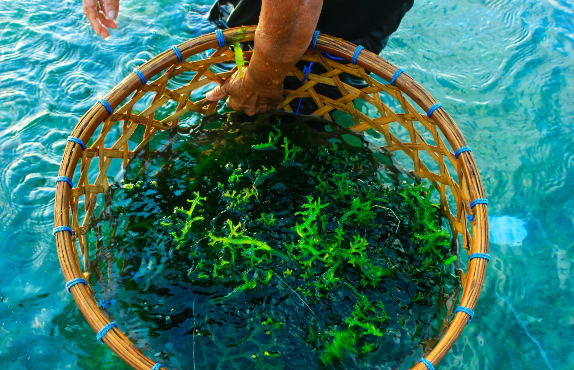5 Langkah Kunci Mengoptimalkan Budi Daya Rumput Laut Menurut SMK Jurusan Agribisnis Pengolahan Hasil Perikanan